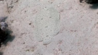 Su altında dinlenmek deniz doğada saf Kızıldeniz saydam hakkında video.