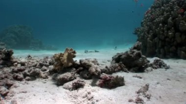 Red Sea'deki/daki mercan sualtı.