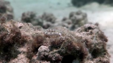 Uzun pipefish needlefish Mısır kırmızı deniz.