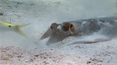 Bluespotted stingray Taeniura Lumma saklandığı kum sualtı Red Sea'deki/daki.