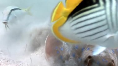 Su altında dinlenmek deniz doğada saf Kızıldeniz saydam hakkında video.