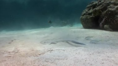 Bluespotted stingray Taeniura Lumma saklandığı kum sualtı Red Sea'deki/daki.