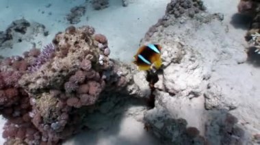Coral reef dalış sualtı Red sea relax.
