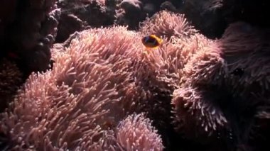 Kırmızı deniz Anemone suyun altında palyaço balığı.