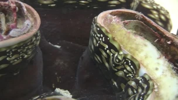 Obří škeble Tridacna Scuamose s hustým rostlinným pláštěm v Rudém moři. — Stock video