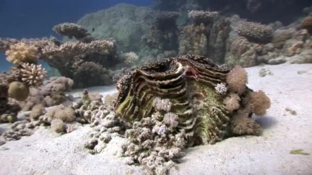 Obří škeble Tridacna Scuamose pronikli mezi korálové útesy v Rudém moři. — Stock video