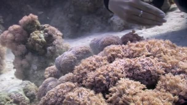 Coral underwater of Red sea. — Stock Video