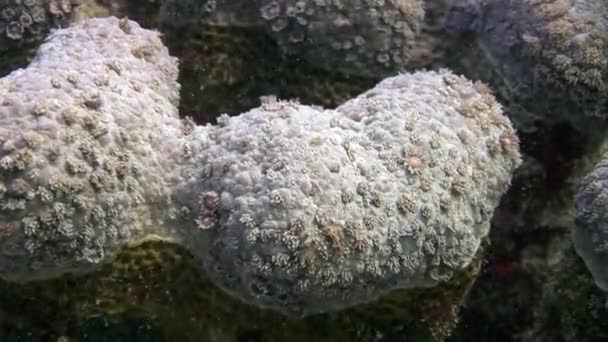 Corallo subacqueo del Mar Rosso . — Video Stock