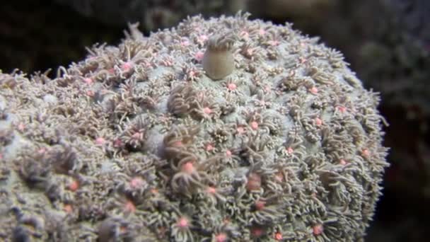 Primer plano de coral bajo el agua en el Mar Rojo . — Vídeo de stock