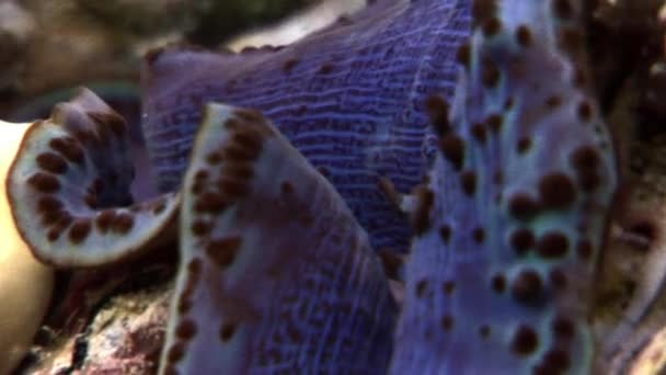 Tridacna Scuamose μαλάκιο γίγαντας με βαριά μοβ μανδύα σε Ερυθρά θάλασσα. — Αρχείο Βίντεο