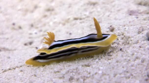 Pyjama slug Chromodoris quadricolor на песчаном дне Красного моря . — стоковое видео