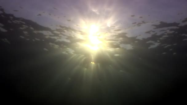 Ήλιος υποβρύχια αντανάκλαση σε Ερυθρά θάλασσα. — Αρχείο Βίντεο