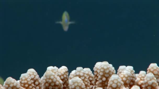 Coral under vattnet i Röda havet. — Stockvideo