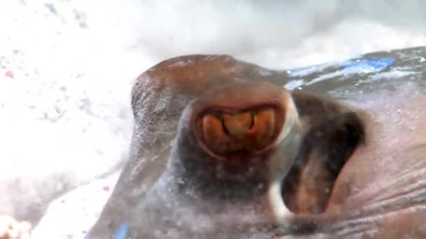 Bluespotted stingray Taeniura Lumma saklandığı kum sualtı Red Sea'deki/daki. — Stok video