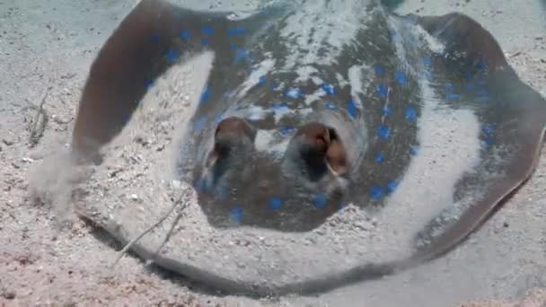 Mancha azul raya Taeniura Lumma escondido en la arena bajo el agua Mar Rojo . — Vídeos de Stock