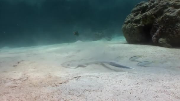 Синюшный скат Taeniura Lumma прячется в песке под водой Красное море . — стоковое видео
