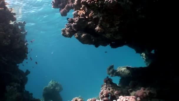 Scuba diving in coral reef relax underwater Red sea. — Stock Video