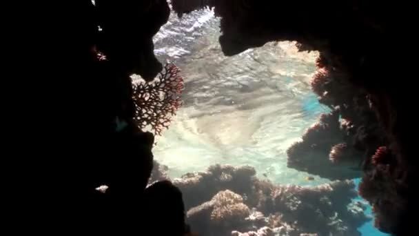 Scuba diving in coral reef relax underwater Red sea. — Stock Video