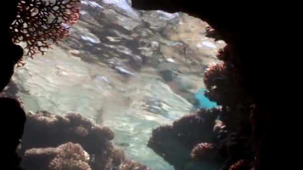 Nurkowanie w Koral rafa relaks podwodnego Morza Czerwonego. — Wideo stockowe