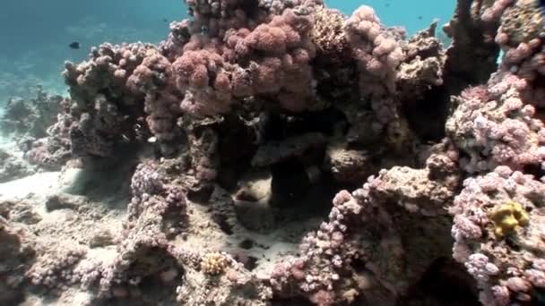 Mergulho no recife de coral relaxar subaquático Mar Vermelho . — Vídeo de Stock