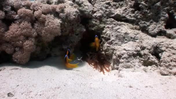 Clownfische unter Wasser rotes Meer. — Stockvideo