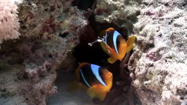 Clown ryb pod vodou Rudého moře. — Stock video