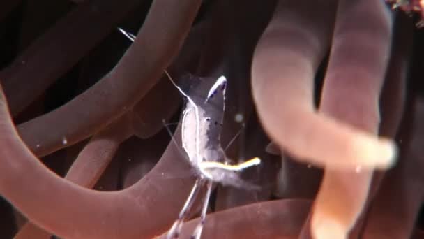 Γυάλινα διαφανή Γαρίδα καθαριστής υποβρύχια Ερυθρά θάλασσα. — Αρχείο Βίντεο