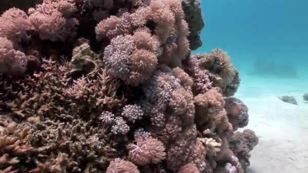 Undervattens Marina natur på bakgrund av vackra lagunen av Röda havet. — Stockvideo