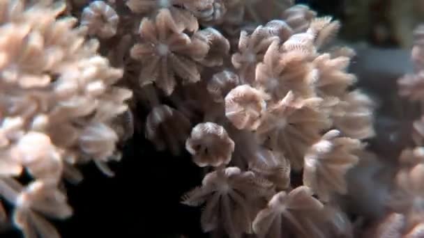 Underwater marine nature on background of beautiful lagoon of Red sea. — Stock Video