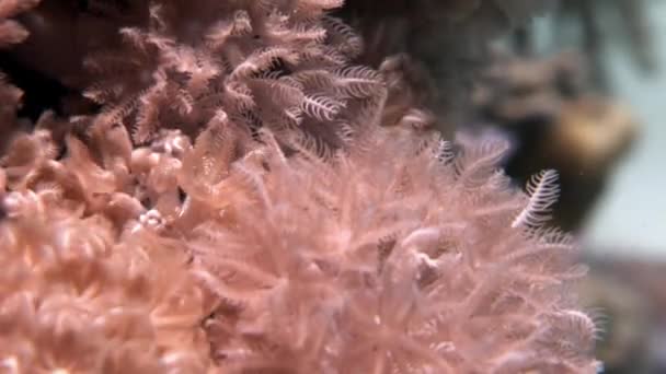Naturaleza marina submarina en el fondo de la hermosa laguna del Mar Rojo . — Vídeos de Stock
