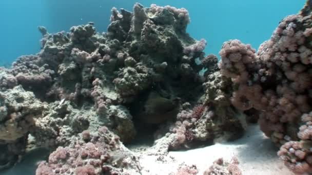 Naturaleza marina submarina en el fondo de la hermosa laguna del Mar Rojo . — Vídeo de stock