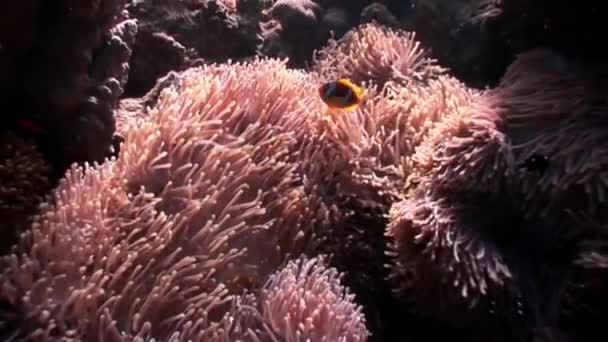 Klaun ryb w Anemon pod wodą Morza Czerwonego. — Wideo stockowe