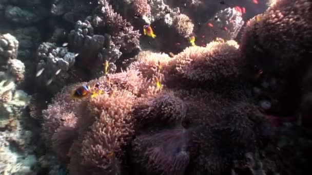 Peixe palhaço em Anemone subaquático de Mar Vermelho . — Vídeo de Stock