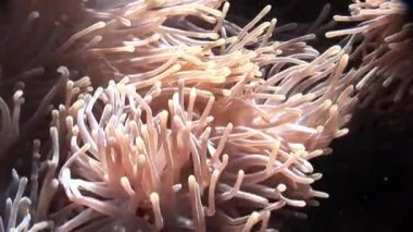 Kırmızı deniz Anemone suyun altında palyaço balığı.