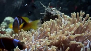 Kırmızı deniz Anemone suyun altında palyaço balığı.