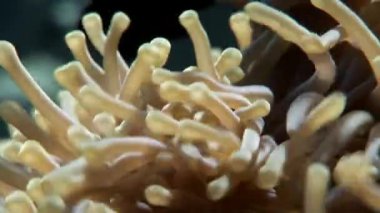 Kırmızı deniz Anemone suyun altında palyaço balığı.