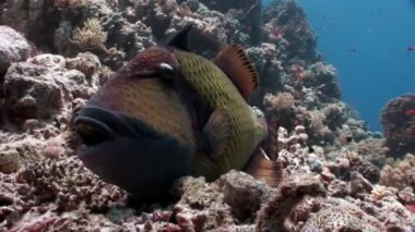 Dişlek balık Titan Triggerfish sualtı Kızıldeniz.