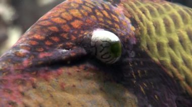 Yakın çekim dişlek Balistidae balık Titan Triggerfish sualtı Kızıldeniz.