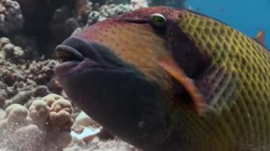 Dişlek Balistidae balık Titan Triggerfish sualtı Kızıldeniz.
