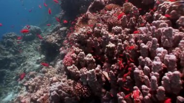 Temiz mavi renkli sualtı kırmızı deniz üzerinde parlak turuncu balık sürüsü.