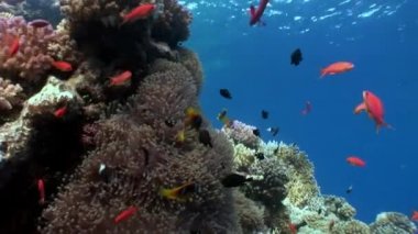 Kırmızı deniz Anemone suyun altında palyaço balığı.