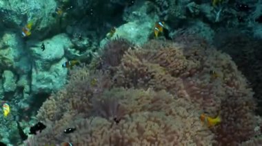 Kırmızı deniz Anemone suyun altında palyaço balığı.