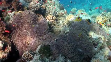 Kırmızı deniz Anemone suyun altında palyaço balığı.
