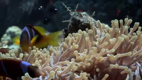 Peces payaso en Anémona bajo el agua del Mar Rojo . — Vídeos de Stock