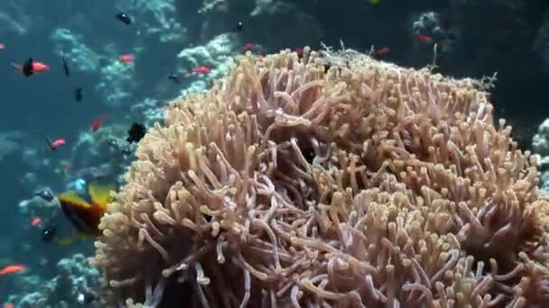 Kırmızı deniz Anemone suyun altında palyaço balığı. — Stok video