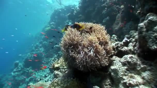 Peces payaso en Anémona bajo el agua del Mar Rojo . — Vídeo de stock