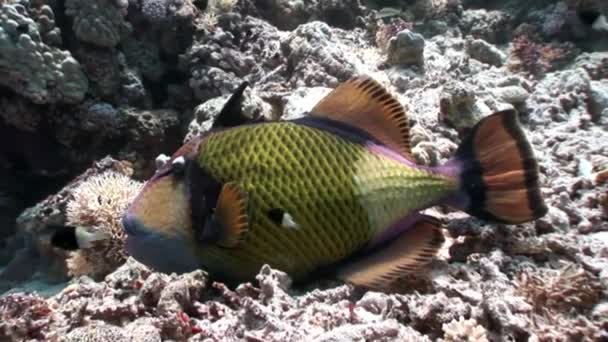 Dientes Balistidae peces Titan Triggerfish bajo el agua Mar Rojo . — Vídeo de stock