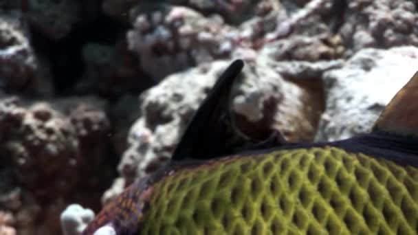 Toothy Balistidae Fisch Titan Drückerfisch Unterwasserwelt Rotes Meer. — Stockvideo