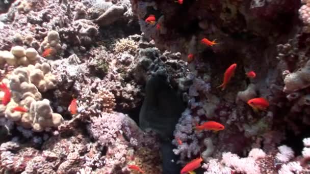 School of bright orange fish on clean blue background underwater Red sea. — Stock Video