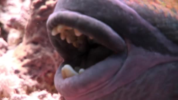 Närbild toothy Balistidae fisk Titan Triggerfish undervattens Röda havet. — Stockvideo